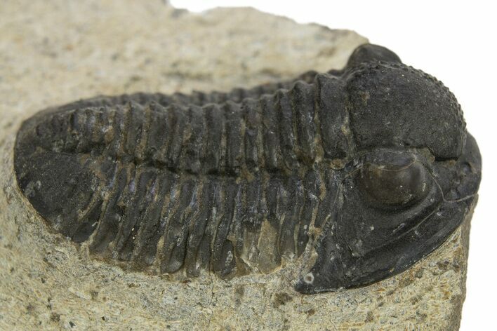 Detailed Gerastos Trilobite Fossil - Morocco #310267